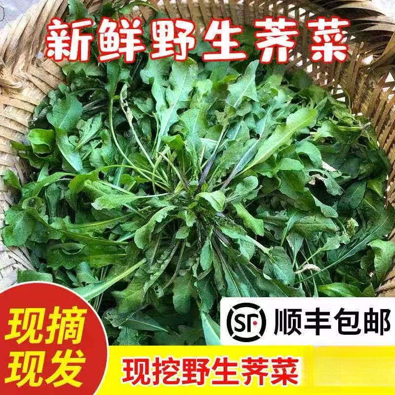 乔诚野生荠菜野菜现挖现发
