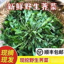 苏北农家蔬菜现挖野生香荠荠菜地丁野菜新鲜春卷馄饨饺包子馅商用