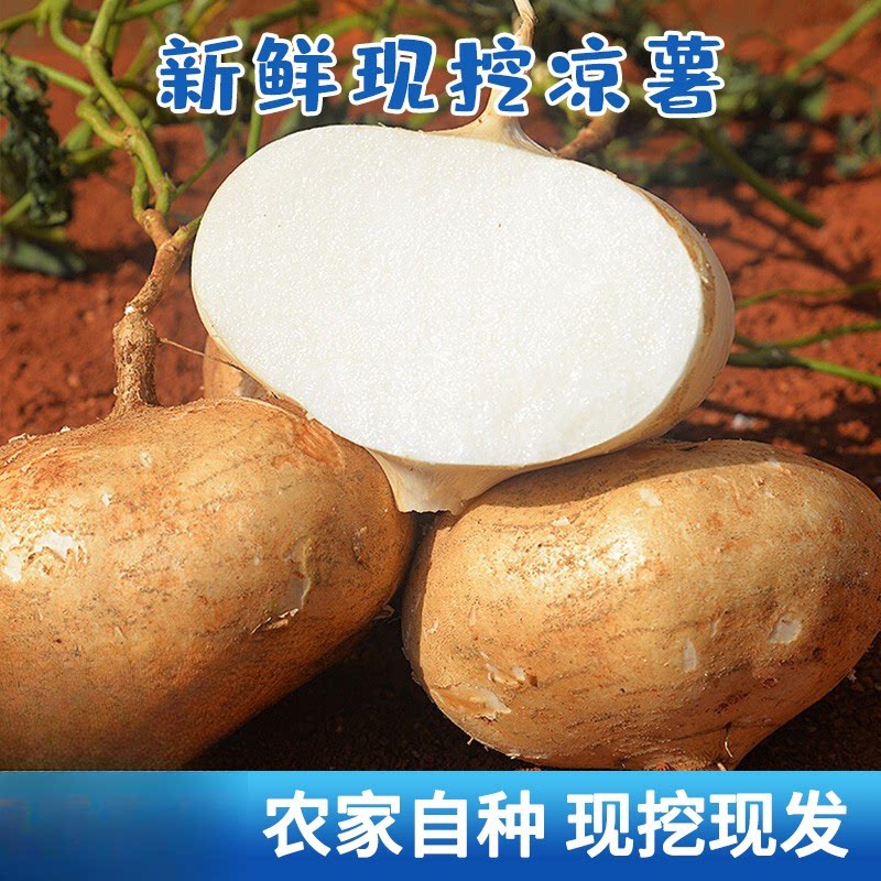 乔诚凉薯白地瓜现挖现发图片