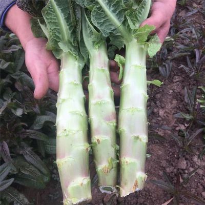 新鲜莴苣莴笋青笋乔诚现挖现发