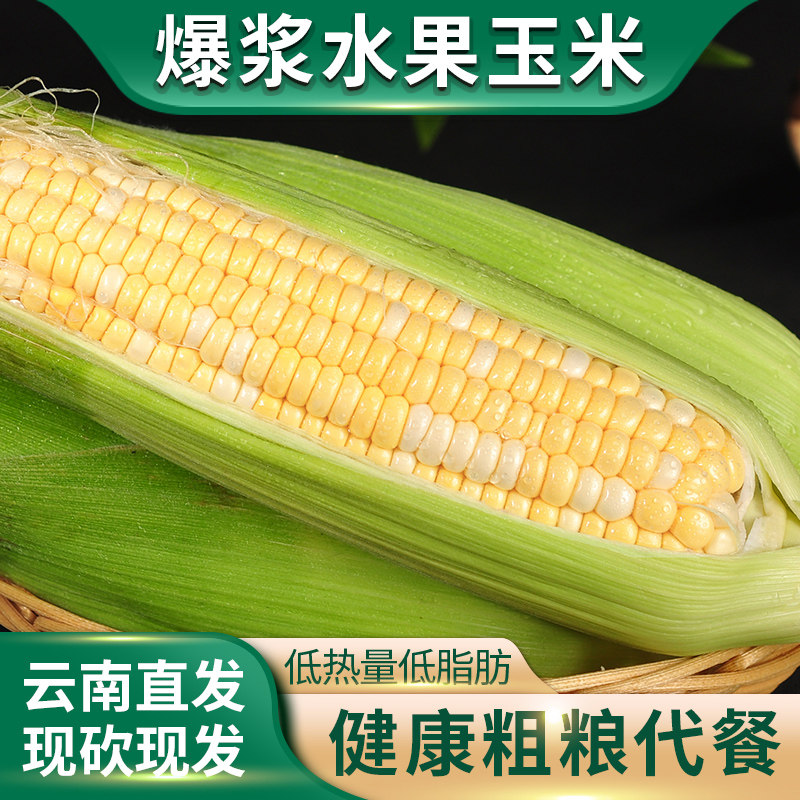 云南金银水果玉米新鲜生吃甜玉米9斤现摘嫩苞谷米即食糯玉米棒子