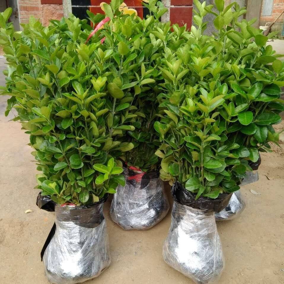 冬青苗绿篱笆耐寒耐热冬青北海道树苗庭院室外珊瑚树大叶黄杨包邮