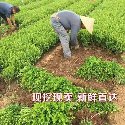 小苗庭院绿篱大叶黄杨金边冬青