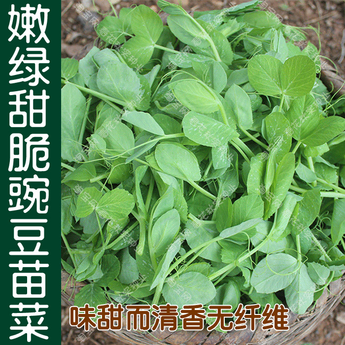 嫩绿甜脆豌豆苗菜种子 春季秋季蔬菜豌豆尖籽 味甜清香无纤维易种