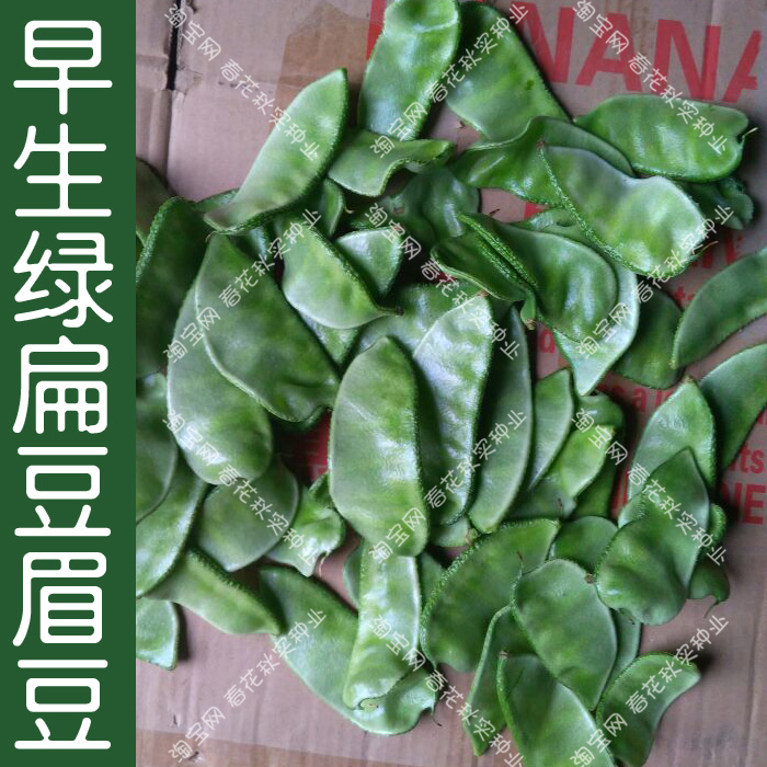 早熟绿扁豆种子 春夏秋四季播架豆猪耳朵梅眉豆蔬菜籽 高产易种孑
