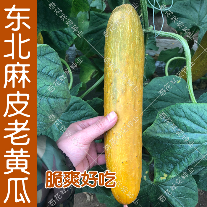 东北麻皮老黄瓜种子 水果春秋季播蔬菜籽 肉厚煲汤阳台盆栽易种孑