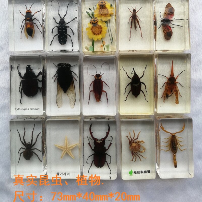 昆虫标本幼儿园蜜蜂螃蟹琥珀diy树脂蝉展示盒儿童蜻蜓独角仙天牛甲虫蝎子摆件盒子稀有海星真虫材料蜘蛛蝴蝶