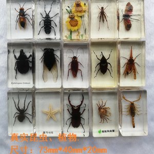 昆虫标本真虫独角仙价格 昆虫标本真虫独角仙图片 星期三