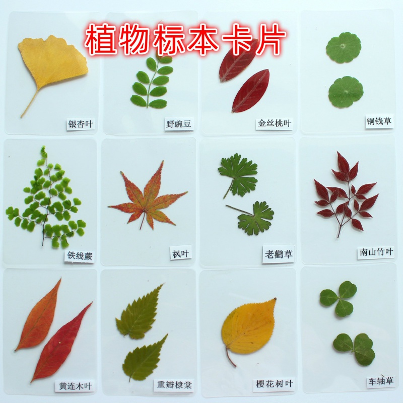 认识叶子植物标本成品收集册相框昆虫标本制作材料包展示盒真蝴蝶真