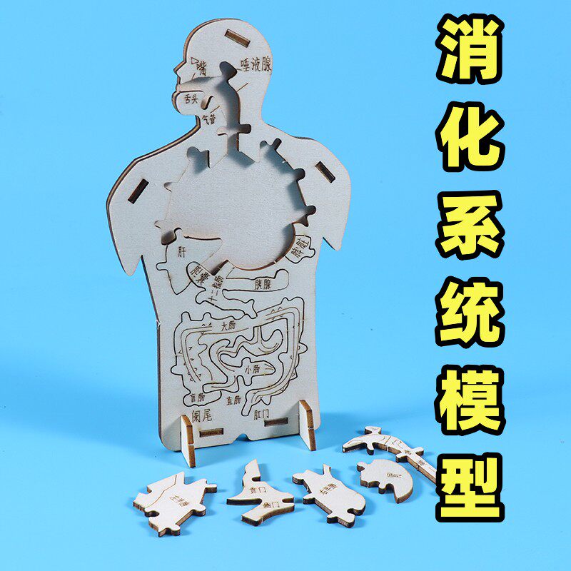 消化系统模型人体图小学生幼儿园生物器官内脏科学手工木质教学演示