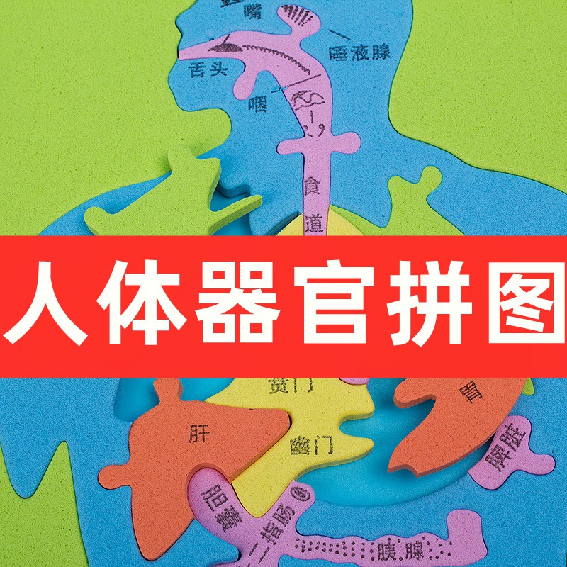 大号人体器官模型儿童版人体消化系统拼图挂图幼儿园diy教具学具教学