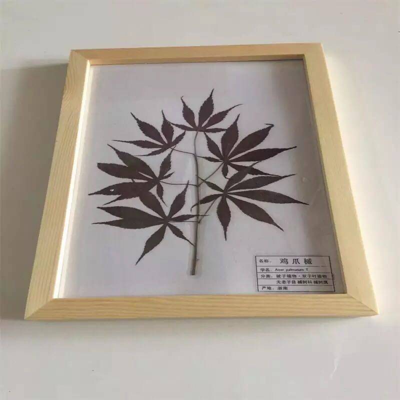 植物标本成品收集册相框制作材料包展示盒子装饰画挂画树叶覆膜装裱