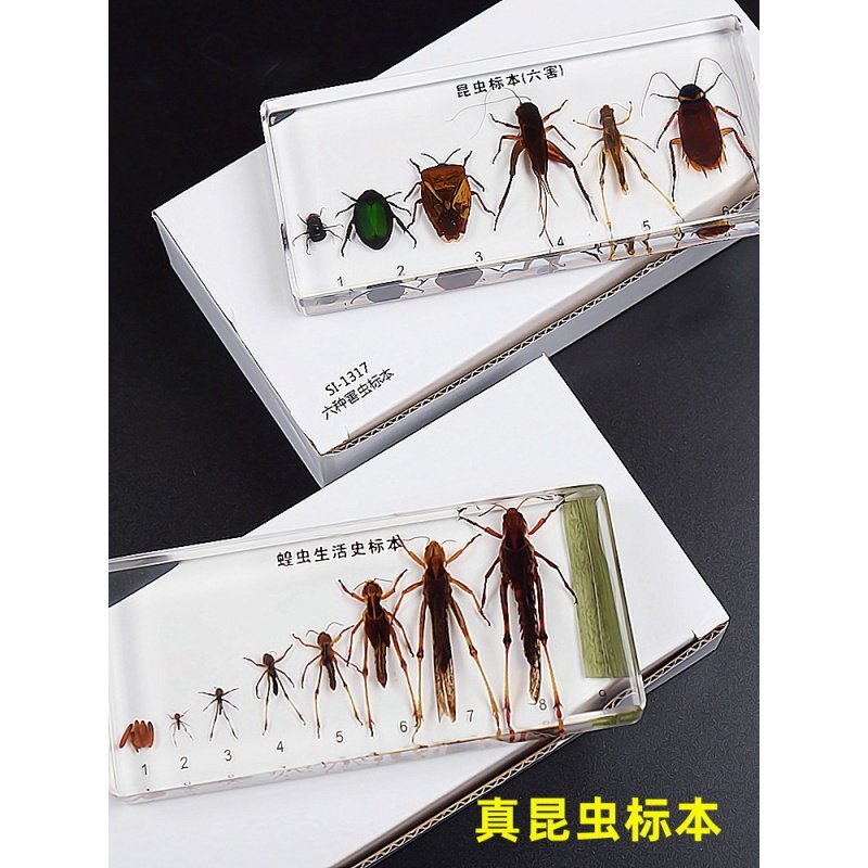 昆虫标本真虫独角仙素材模板 昆虫标本真虫独角仙图片下载 小麦优选