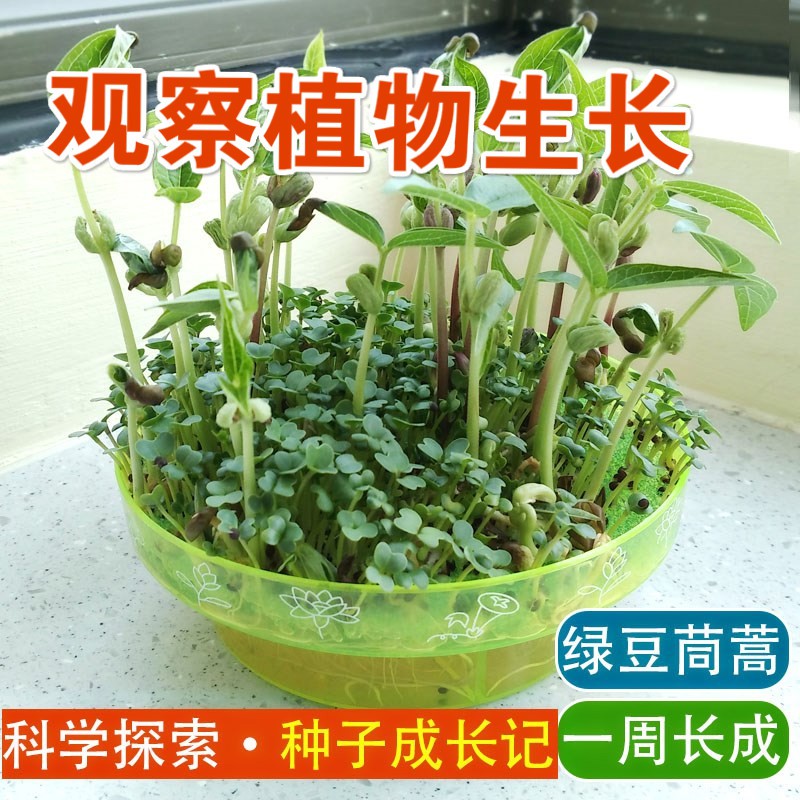 植物种植观察小学生儿童观察植物生长发芽盒放大镜实验种子培养皿无土栽培儿童水培发芽日记盆栽 文具电教/文化用品/商务用品 教学仪器/实验器材 原图主图