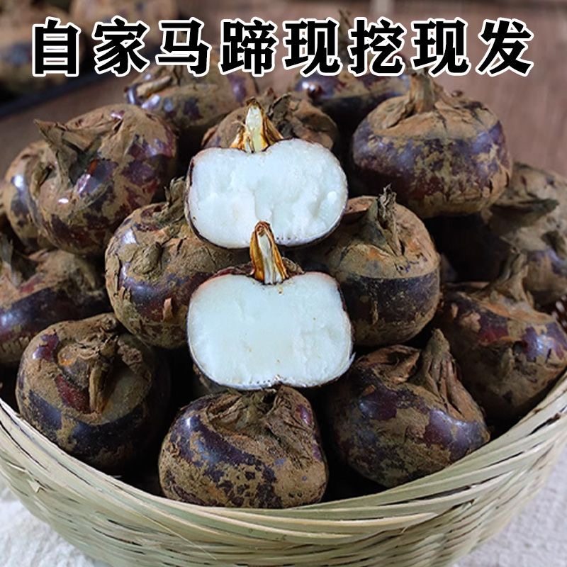 新鲜荸荠正宗水果马蹄脆甜多汁大