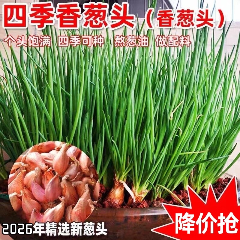 小香葱头四季葱火葱阳台种菜葱种