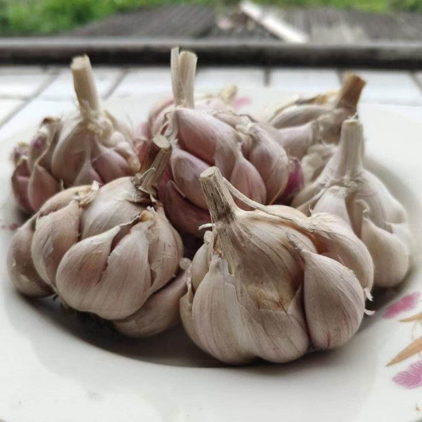 老品种正宗狗牙蒜瓣小香蒜头籽种蒜苗软叶不出蒜苔辛辣大蒜种植吃