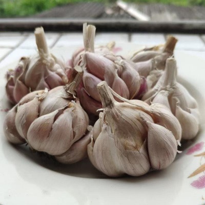 农村狗牙蒜种辛辣可吃可种老品种