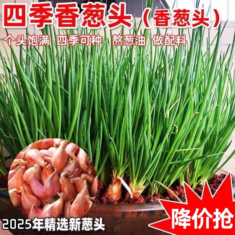 小香葱头四季葱火葱阳台种菜葱种
