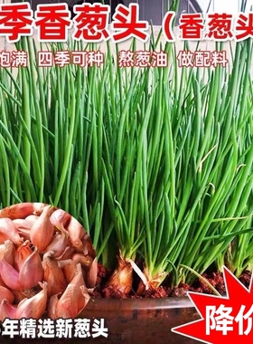 小香葱四季火葱香葱头可吃可种阳台四季葱种红黄葱头熬油包邮种植
