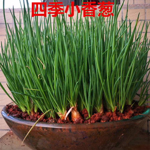 四季小香葱头阳台种植红黄干葱头