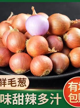 毛葱头毛葱小毛葱小号鲜嫩多汁很辣新鲜5斤鬼子葱小洋葱迷你洋葱