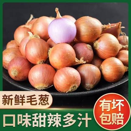 毛葱头毛葱小毛葱小号鲜嫩多汁很辣新鲜5斤鬼子葱小洋葱迷你洋葱