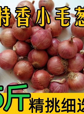 新鲜毛葱头特产鬼子葱新鲜葱种1-5斤小洋葱头迷你圆红葱头圆葱籽