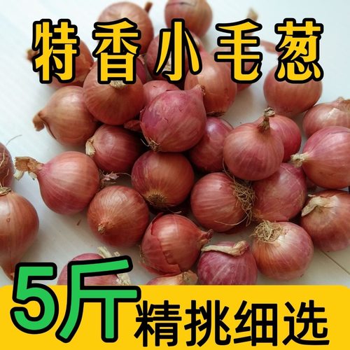新鲜毛葱头鬼子葱5斤葱种小圆葱