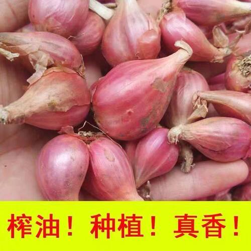 新鲜干红葱头四季种小香葱榨葱油
