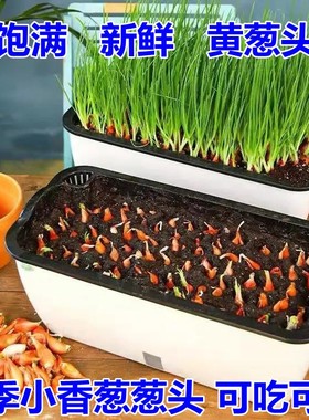 四季新鲜黄葱头种植盆栽蔬菜小葱头火葱羊葱头油葱小香葱头红葱头
