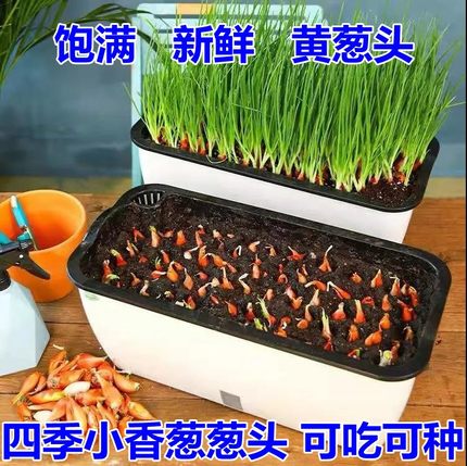 四季新鲜黄葱头种植盆栽蔬菜小葱头火葱羊葱头油葱小香葱头红葱头