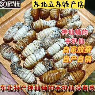 东北特产嫩蚕蛹神仙蛹的手扒仙没有皮煮熟冷冻打真空薄皮柞树蚕蛹