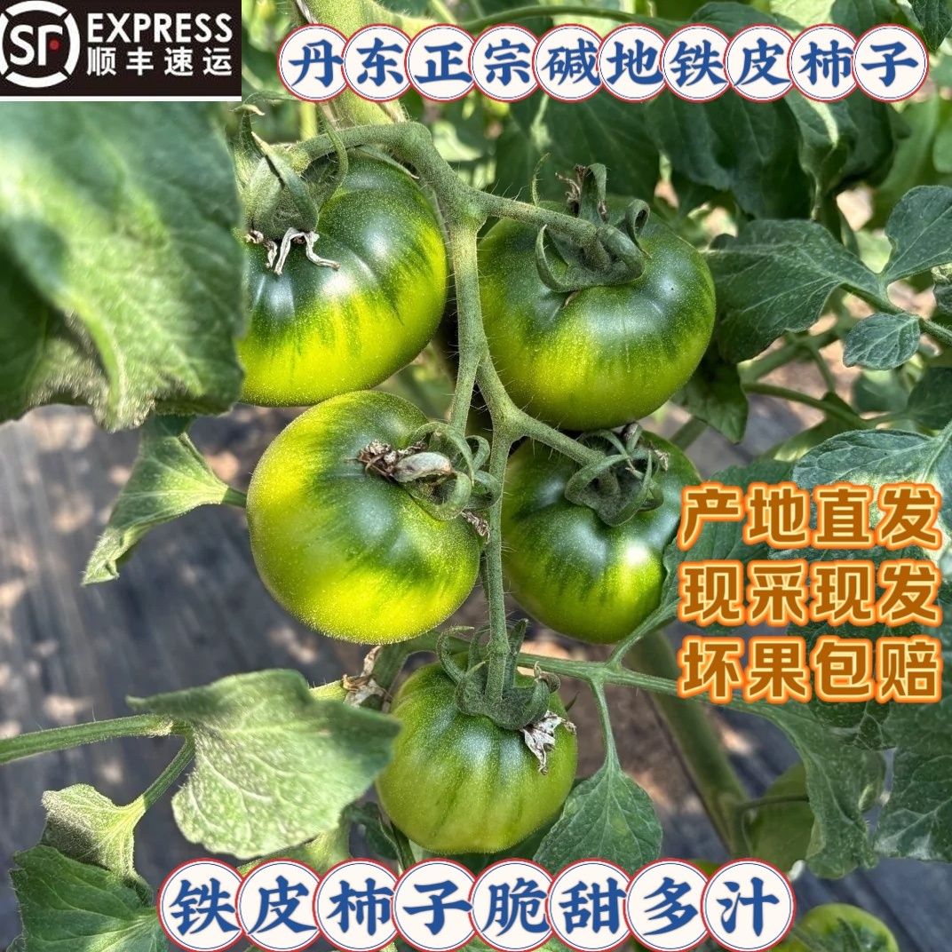 丹东正宗铁皮柿子碱地柿子番茄水果生吃西红柿新鲜自然熟现摘顺丰,水产肉类/新鲜蔬果/熟食,番茄,淘宝优惠券,粉丝福利购,淘宝优惠卷