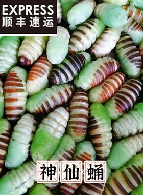 东北特产神仙蛹嫩蚕蛹绿色蚕蛹薄柞树蚕蛹速冻神仙蛹到货及时速冻