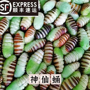 东北特产神仙蛹嫩蚕蛹绿色蚕蛹薄柞树蚕蛹冷冻神仙蛹到货及时冷冻