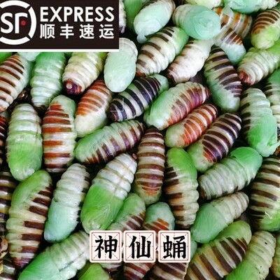 东北特产神仙蛹嫩蚕蛹绿色蚕蛹薄柞树蚕蛹冷冻神仙蛹到货及时冷冻