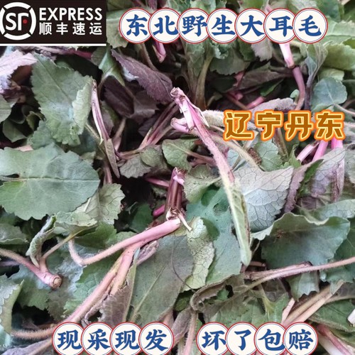 东北野生新鲜大耳毛东风菜现摘现发顺丰包邮
