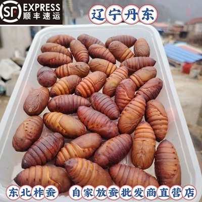 东北特产黄蛹新鲜活蛹野生柞蚕蛹辽宁茧蛹蚕蛹黑蚕蛹大黄蛹顺丰