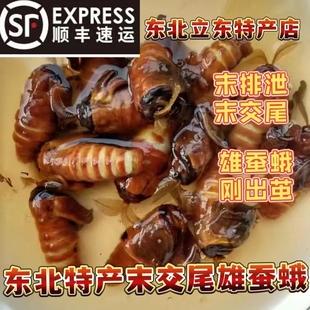 纯雄末交尾雄蚕蛾泡酒料养生柞蚕原蚕蛾公蛾滋补品原浆中药材