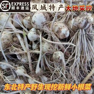 凤城大地野生小根蒜新鲜小根菜大脑瓜蹦野生山野菜小根菜腌菜咸菜