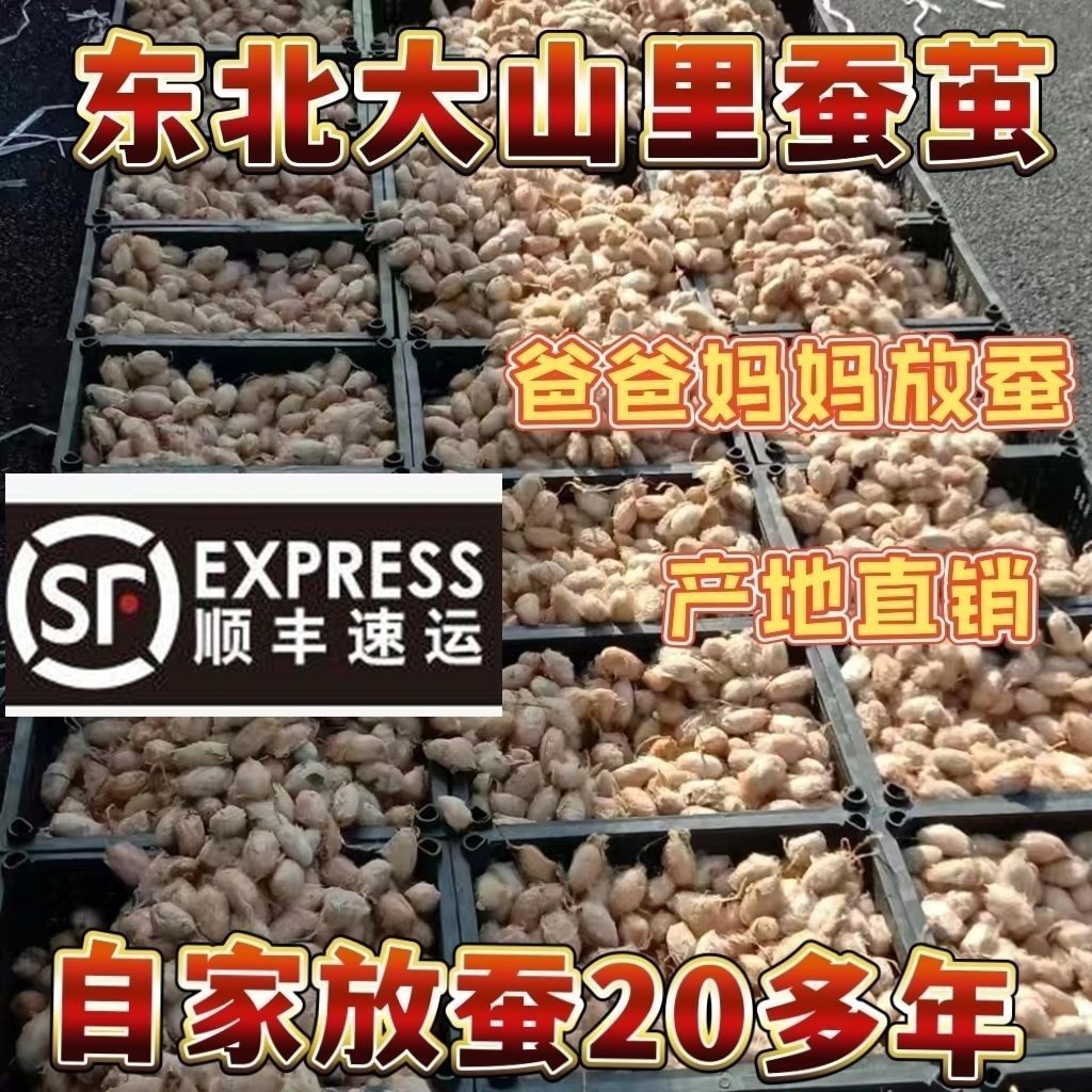 东北柞蚕新鲜带壳绿蚕神仙蛹黑蛹黄蛹带壳顺丰