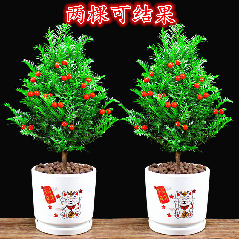 精品高端摆件盆景红豆杉盆栽树苗常绿耐寒植物耐冻室内北方花盆苗