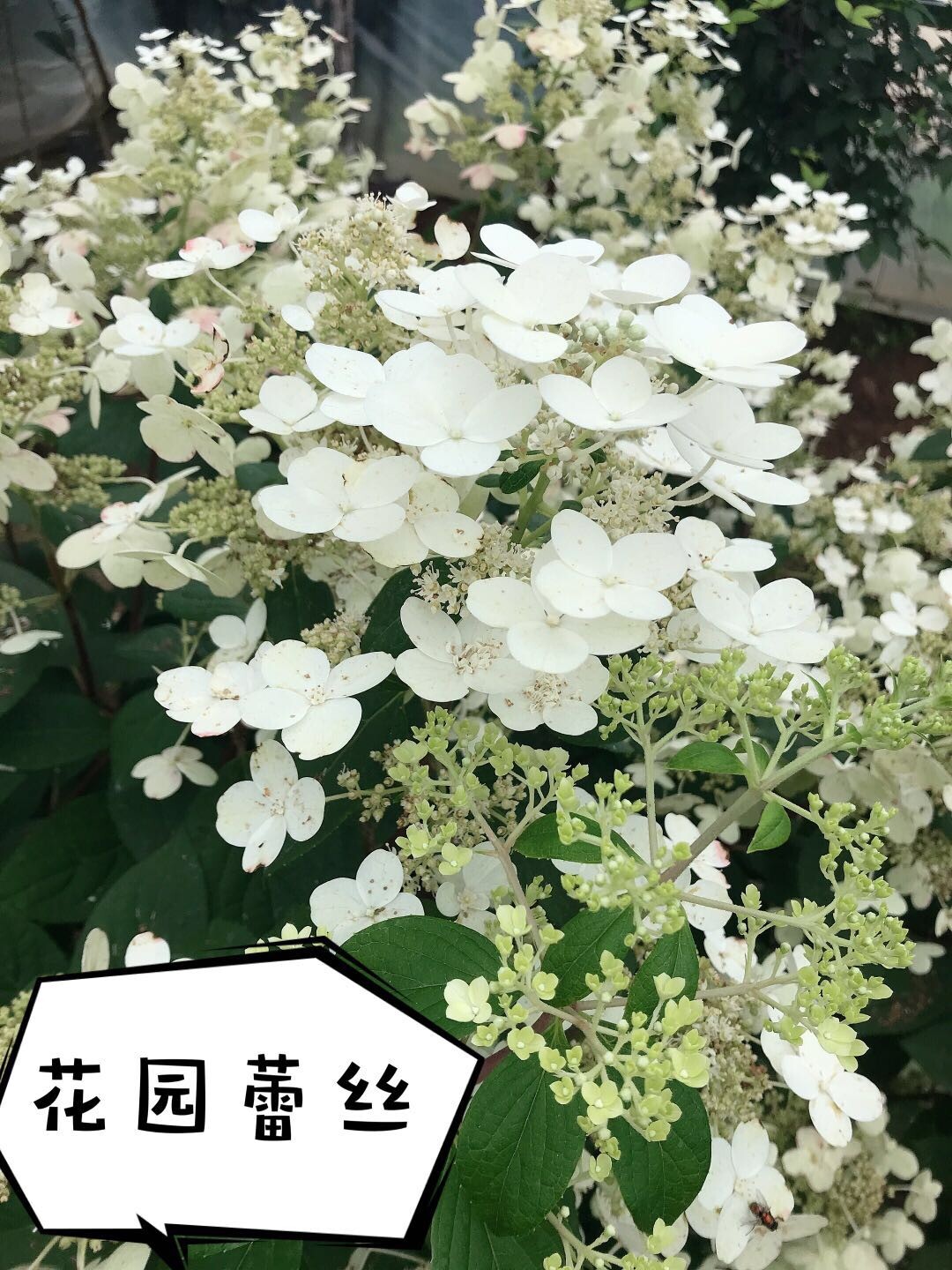 绣球花园蕾丝木绣球园艺盆栽地栽绣球(胭脂钻)