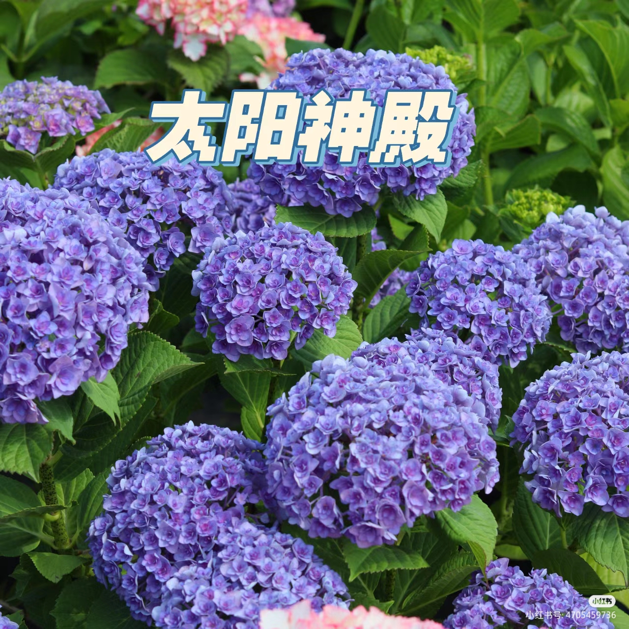 绣球大花太阳神x殿鲜花地栽盆栽园艺