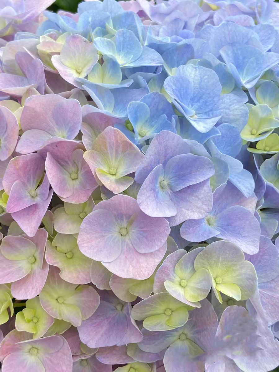 大花绣球冰激凌多色无尽夏多季花88