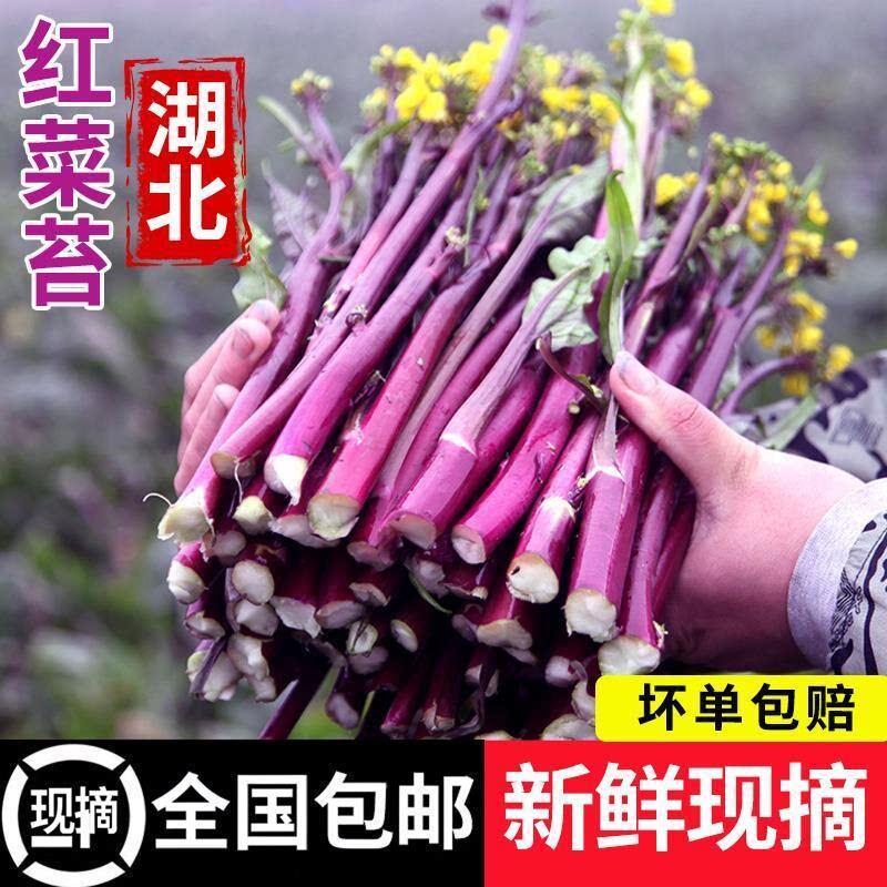 湖北新鲜红菜苔紫菜苔农家露天自叶菜类