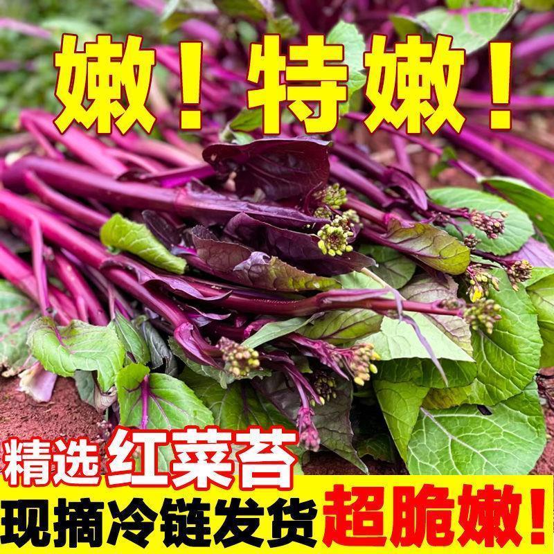 当季现摘湖北红菜苔新鲜脆嫩紫菜叶菜类