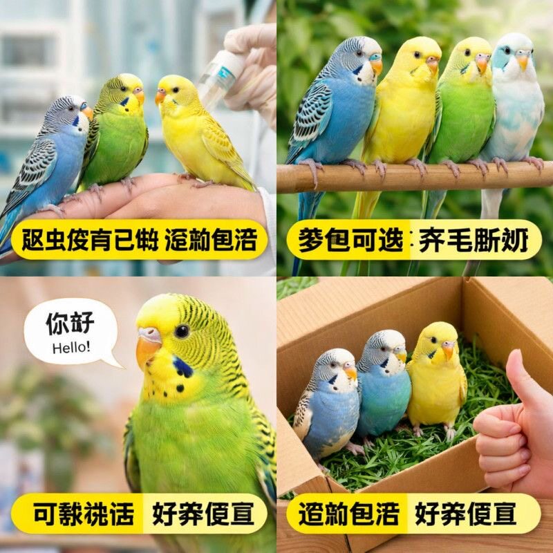 西奢鹦鹉活鸟家养宠物活物小鸟云斑鹦鹉会说话中小型手养虎皮鹦鹉 - 实物图