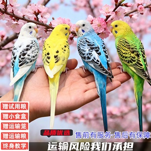 鹦鹉活鸟鸟活物玄风云斑鹦鹉中小型会说话鹦鹉活体物宠物虎皮鹦鹉